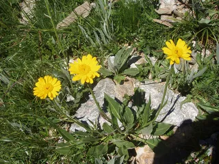 © Sortie flore avec Bénédicte Guy - MO. OT Aussois