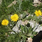 © Sortie flore avec Bénédicte Guy - MO. OT Aussois