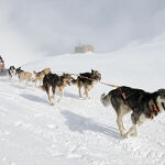 © aussois-husky-adventure-chiens-de-traineau - Husky Adventure