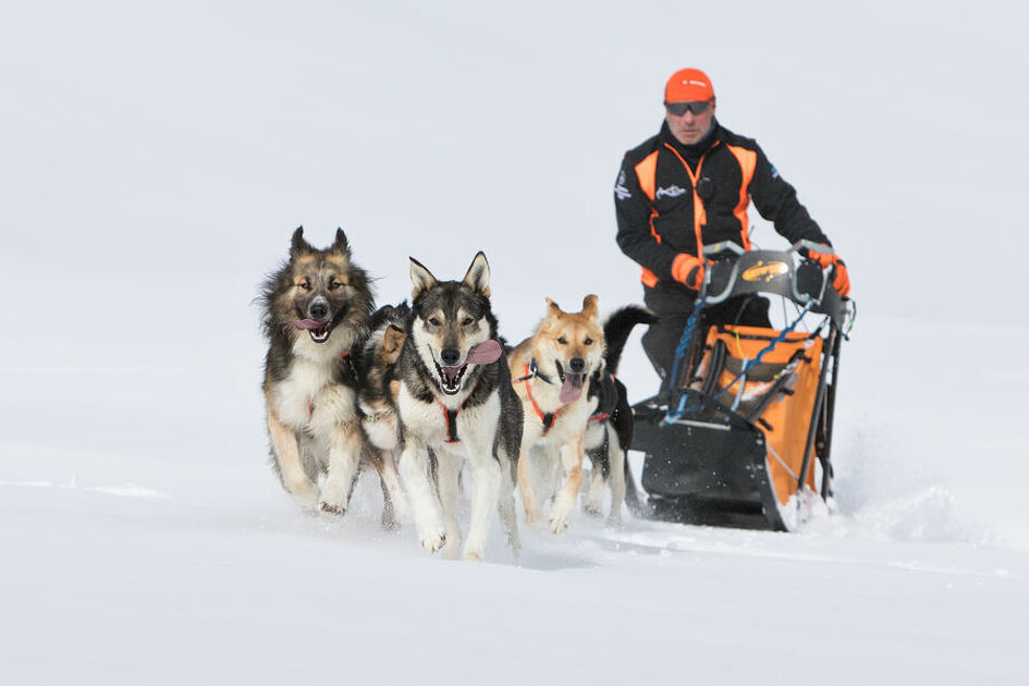 © aussois-husky-adventure-chiens-de-traineau - Husky Adventure