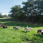 © aussois-husky-adventure-cani-kart - Husky Adventure