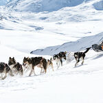 © Baptême en chiens de traîneau avec Huksy Adventure - Husky Adventure