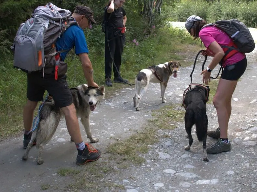 © Cani-randonnée avec Husky Adventure en Haute Maurienne Vanoise - Husky Adventure