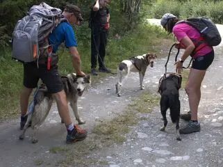 © Cani-randonnée avec Husky Adventure en Haute Maurienne Vanoise - Husky Adventure