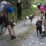© Cani-randonnée avec Husky Adventure en Haute Maurienne Vanoise - Husky Adventure