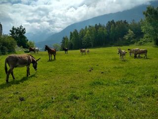 © Donkeys and trekking with Nathalie at Aussois - Donkeys and trekking