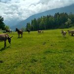 © Donkeys and trekking with Nathalie at Aussois - Donkeys and trekking