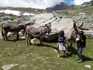 © Mini-course for children 6-12 years old with donkeys - Ânes et Randonnées à Aussois