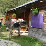 © Location d'ânes avec Anes et Randonnées à Aussois - Ânes et randonnées