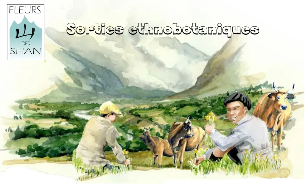 © Sortie ethnobotanique avec Fleurs des Shan - Xavier Lett