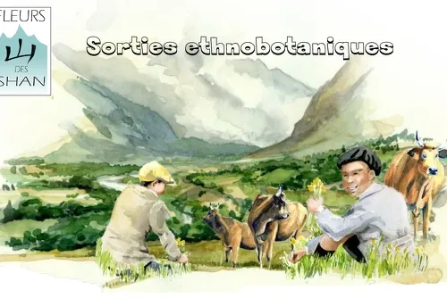 Fleurs des Shan