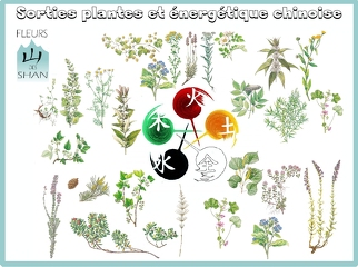 © Sortie Plantes et énergétique chinoise avec Fleurs des Shan - Xavier Lett