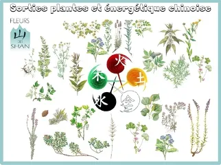 © Sortie Plantes et énergétique chinoise avec Fleurs des Shan - Xavier Lett