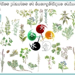 © Sortie Plantes et énergétique chinoise avec Fleurs des Shan - Xavier Lett