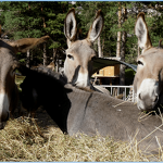 © Randonnées estivales à Aussois avec des ânes - Anes et Randonnées