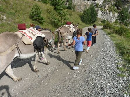 Donkey hire