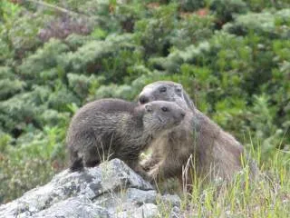 © Marmottes - Guy Bénédicte