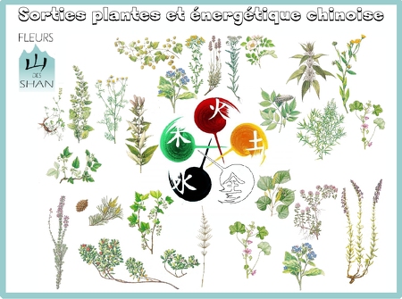 Sortie Plantes et énergétique chinoise