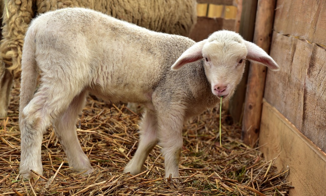 © Visite de ferme à Aussois - Pixabay
