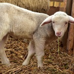 © Visite de ferme à Aussois - Pixabay