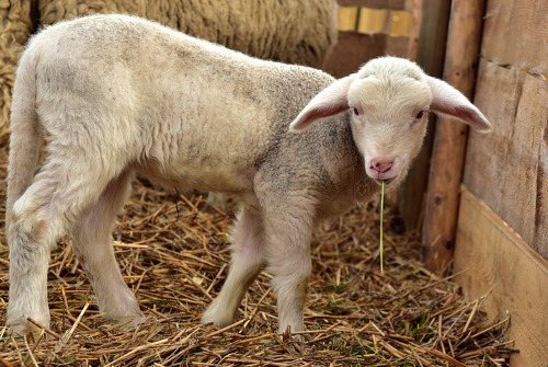 Visite de ferme - L'agriculture en milieu montagnard