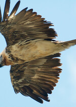 A la découverte des grands rapaces de Vanoise