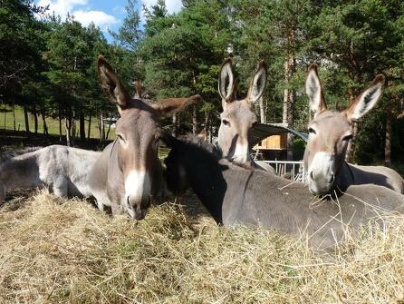 Visit to the donkey farm and donkey-related activities