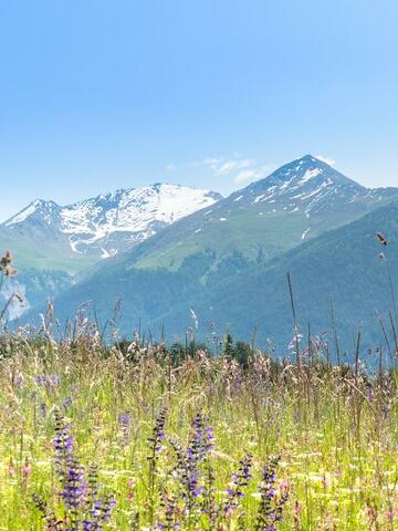 © Champs de fleurs au départ de Aussois Plan de la Croix - OTHMV - R. Salles