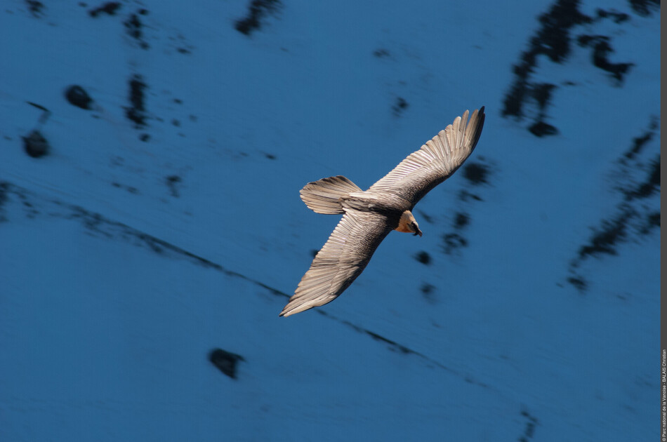 © Découverte des rapaces de Vanoise à Aussois - C.Balais - PNV