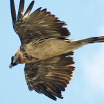 © Découverte des rapaces de Vanoise à Aussois - M.Beurier - PNV