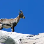 © savoie-parc-national-vanoise-bouquetin - MO. Arc en ciel photos - OT AUSSOIS