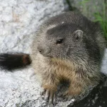© savoie-parc-national-vanoise-marmotte - MO. Arc en ciel photos - OT AUSSOIS