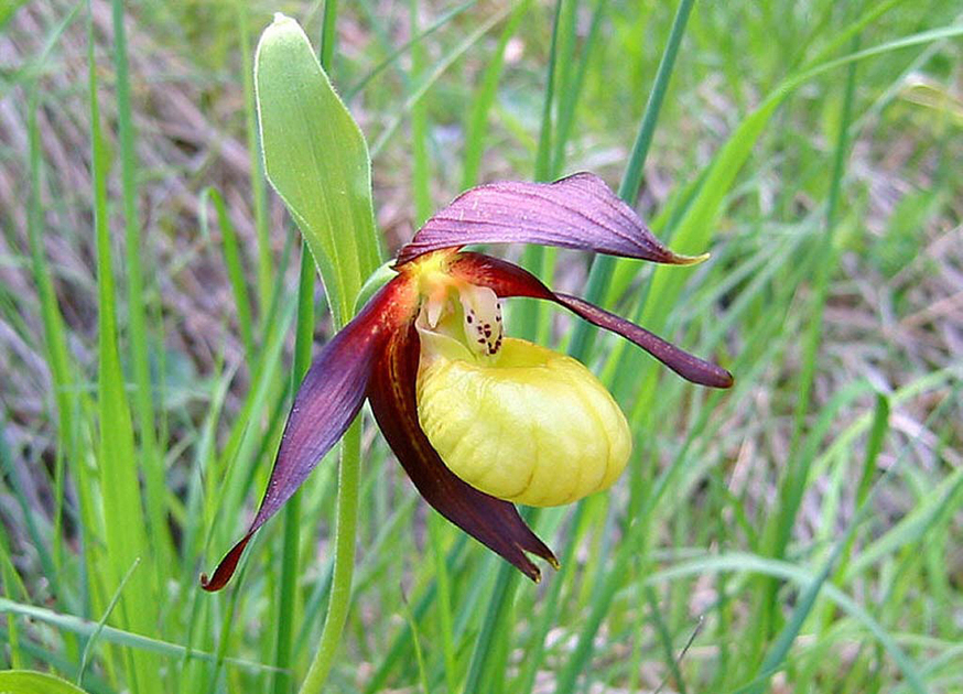 © Sortie flore avec Bénédicte Guy - GUY Bénédicte