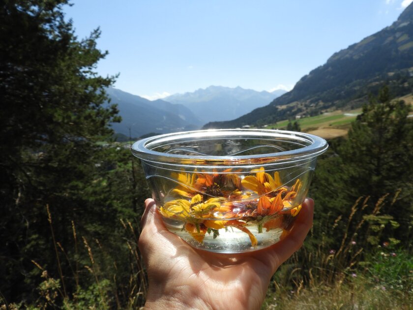 © Marion Lett Fleurs de Shan à Aussois - Marion Lett