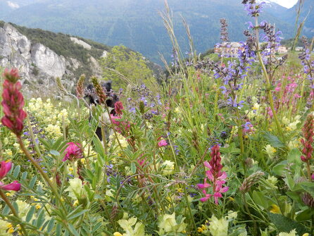 Sortie ethnobotanique à l'alpage de Montbas