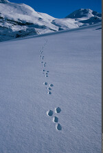 © Visite commentée de l'exposition "Traces et indices de vie sauvage"_Aussois - Nicolas Bayard - Parc national de la Vanoise