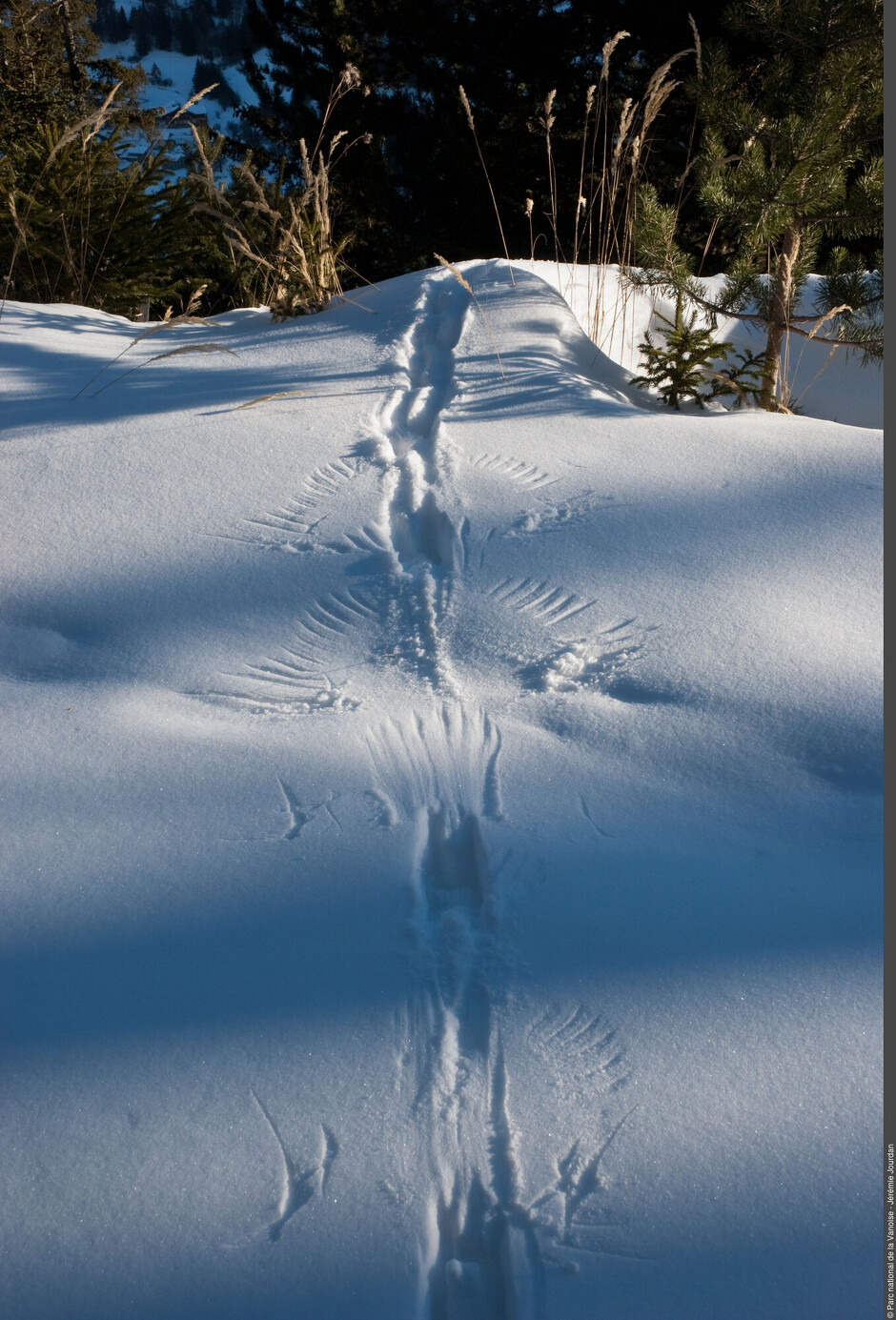 © Visite commentée de l'exposition "Traces et indices de vie sauvage"_Aussois - Jérémie Jourdan - Parc national de la Vanoise