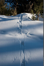 © Visite commentée de l'exposition "Traces et indices de vie sauvage"_Aussois - Jérémie Jourdan - Parc national de la Vanoise