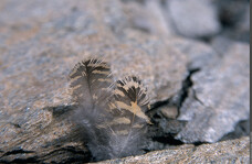 © Visite commentée de l'exposition "Traces et indices de vie sauvage"_Aussois - Christian Balais - Parc national de la Vanoise