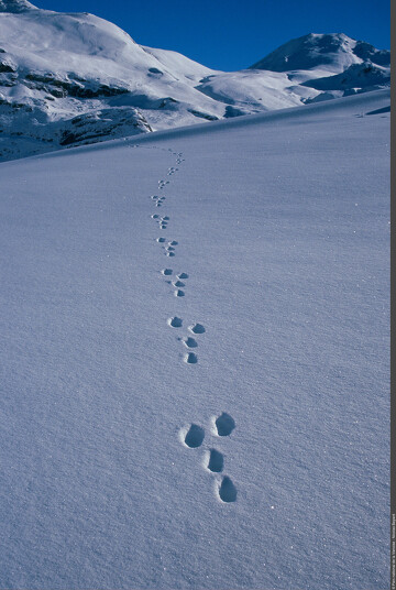 © Exposition Traces et indices de vie de la faune sauvage_Aussois - Nicolas Bayard - Parc national de la Vanoise