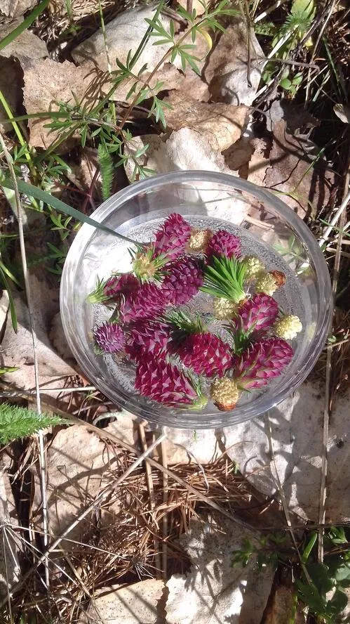 Introduction to flower essences
