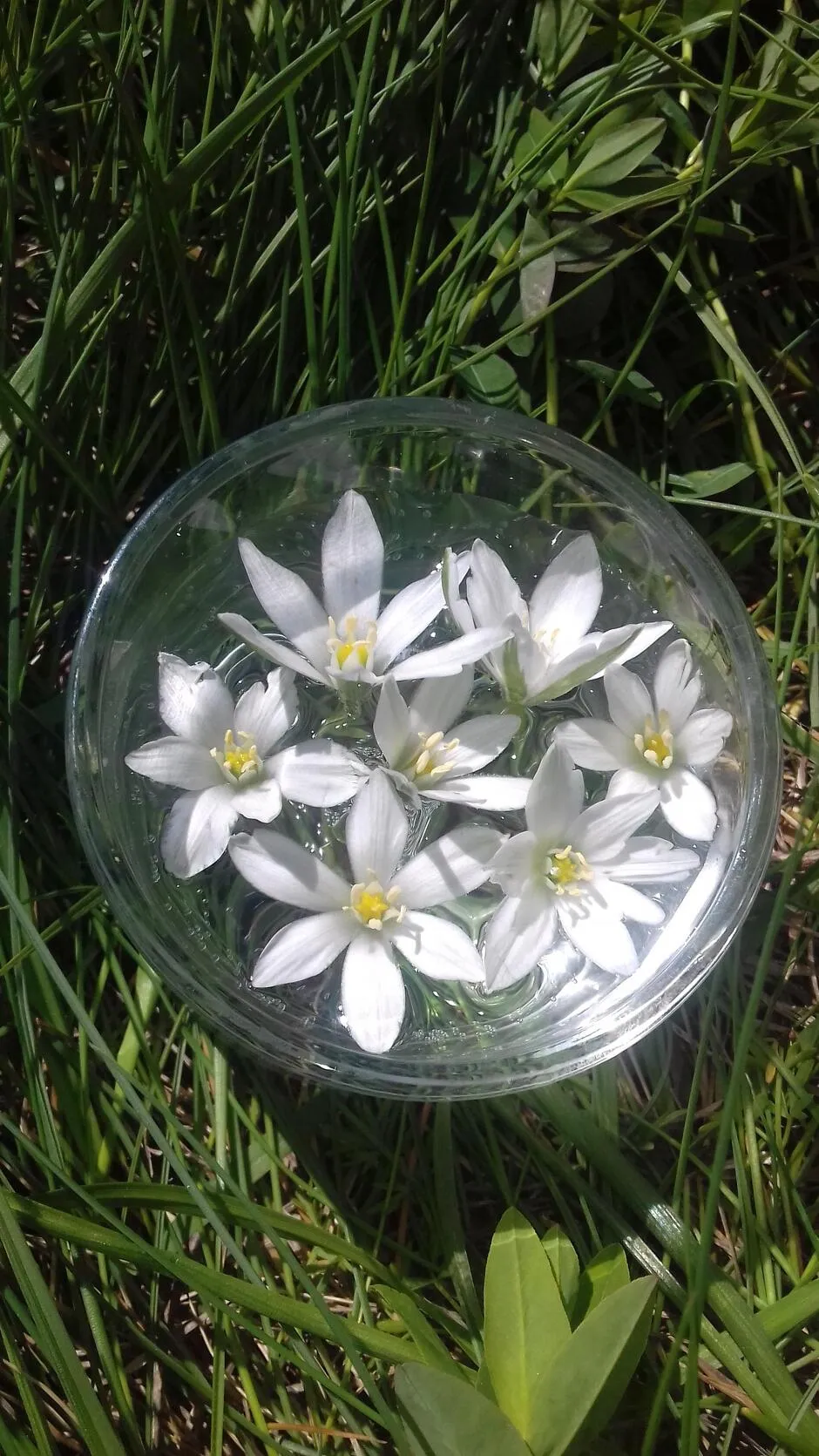 © Flower essences with Marion Lett in Aussois - Marion Lett