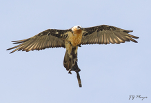 © Diaporama sur le gypaète barbu à Aussois - Jean-Yves PLOYER