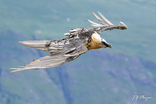 © Diaporama sur le gypaète barbu à Aussois - Jean-Yves PLOYER