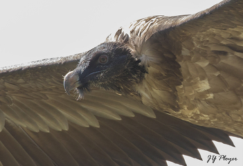© Diaporama sur le gypaète barbu à Aussois - Jean-Yves PLOYER