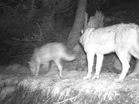 © Diaporama sur les loups à Aussois - Jean-Yves PLOYER