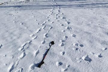 © Diaporama sur les loups à Aussois - Jean-Yves PLOYER
