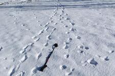 © Diaporama sur les loups à Aussois - Jean-Yves PLOYER