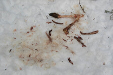 © Diaporama sur les loups à Aussois - Jean-Yves PLOYER