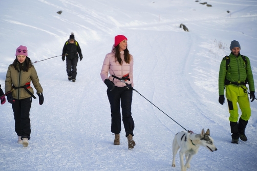 Cani-randonnée en hiver avec des chiens de traîneau à Val-Cenis